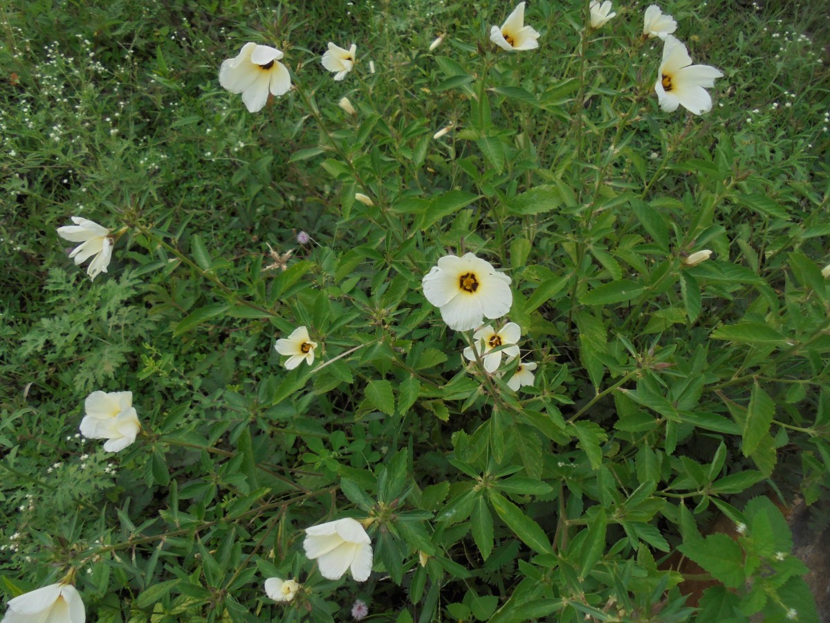 Turnera subulata Sm.